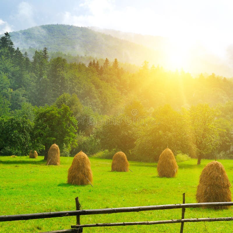 Haystacks in a Meadow in a Mountain Valley Stock Image Image of field