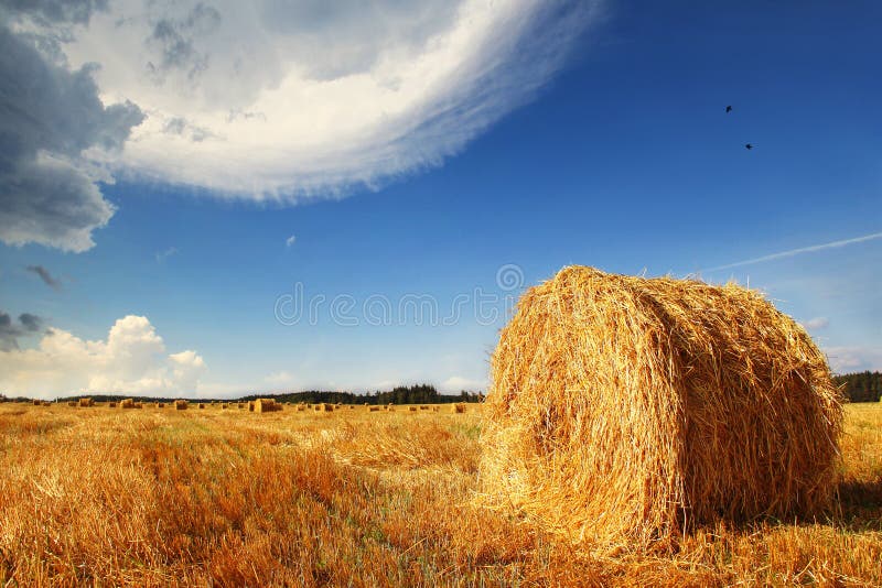 The joke of nature stock photography The joke of nature stock photography