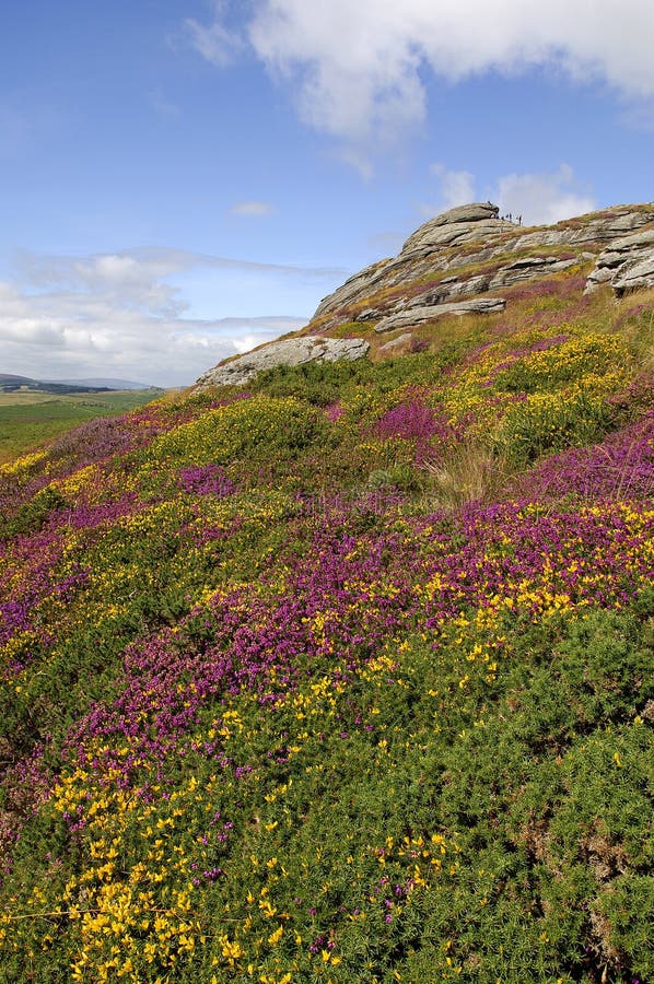 View of Haytor rocks Dartmoor covered in heather in full. View of Haytor rocks Dartmoor covered in heather in full