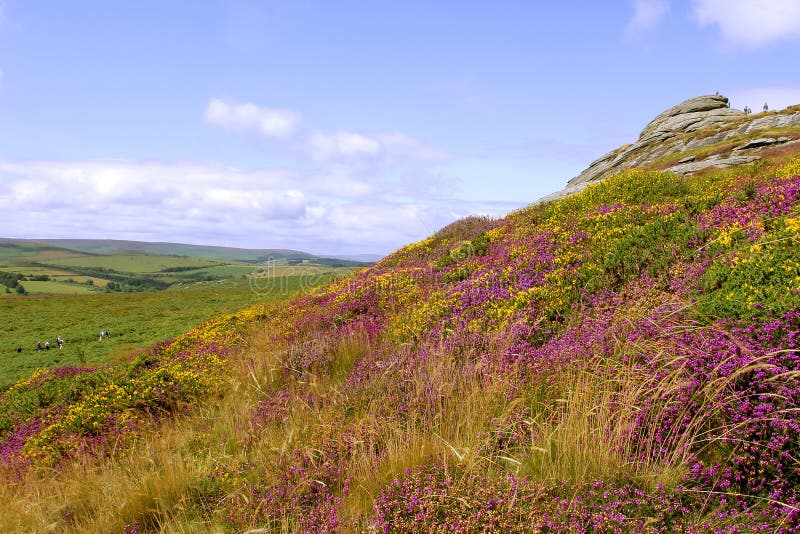 View of Haytor rocks Dartmoor covered in heather in full. View of Haytor rocks Dartmoor covered in heather in full