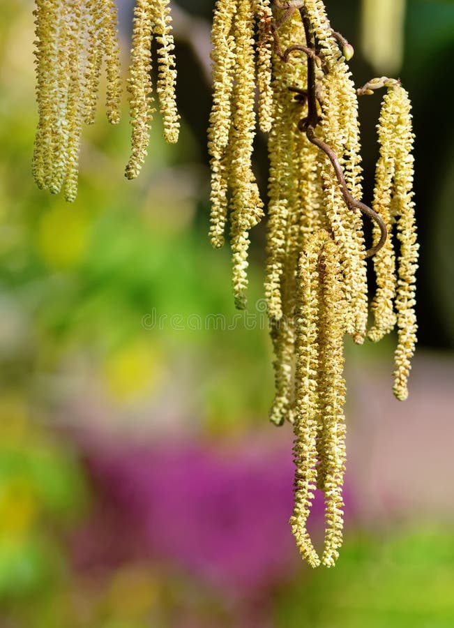 Hazel branch stock photo. Image of branch, botanical 51663604