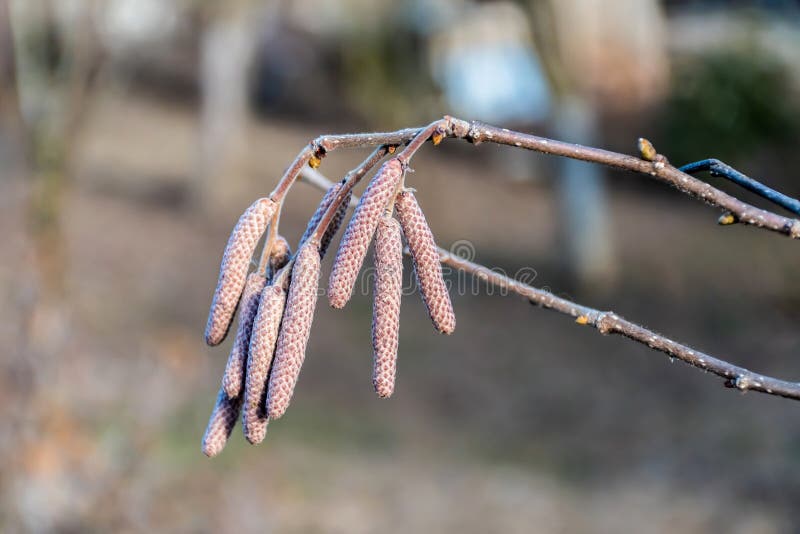 Hazel catkins stock image. Image of background, betulaceae 243199229