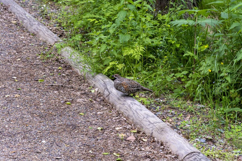 decoy for hazel grouse Game Calls Made manually Hazel grouse hunting.