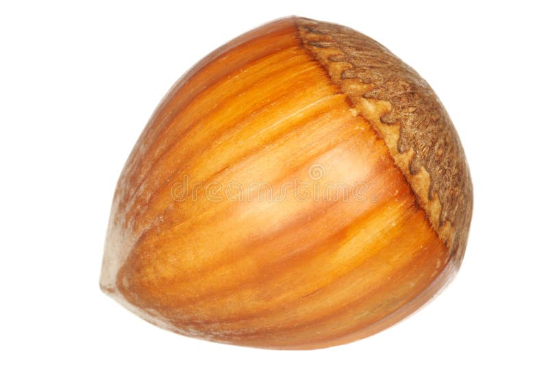 Hazel nut