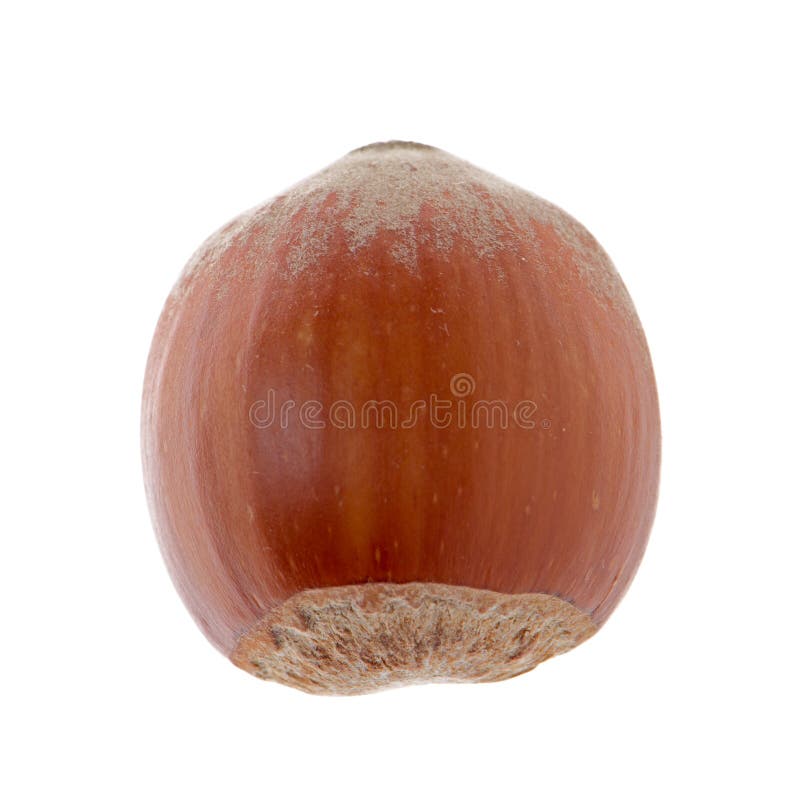 Hazelnut royalty free stock photography