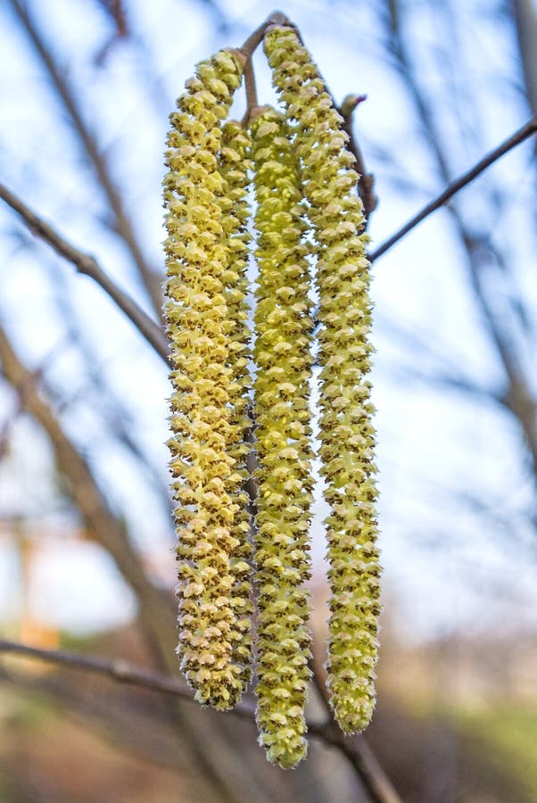 Hazelnut blossom stock photo. Image of country, beauty 37388994