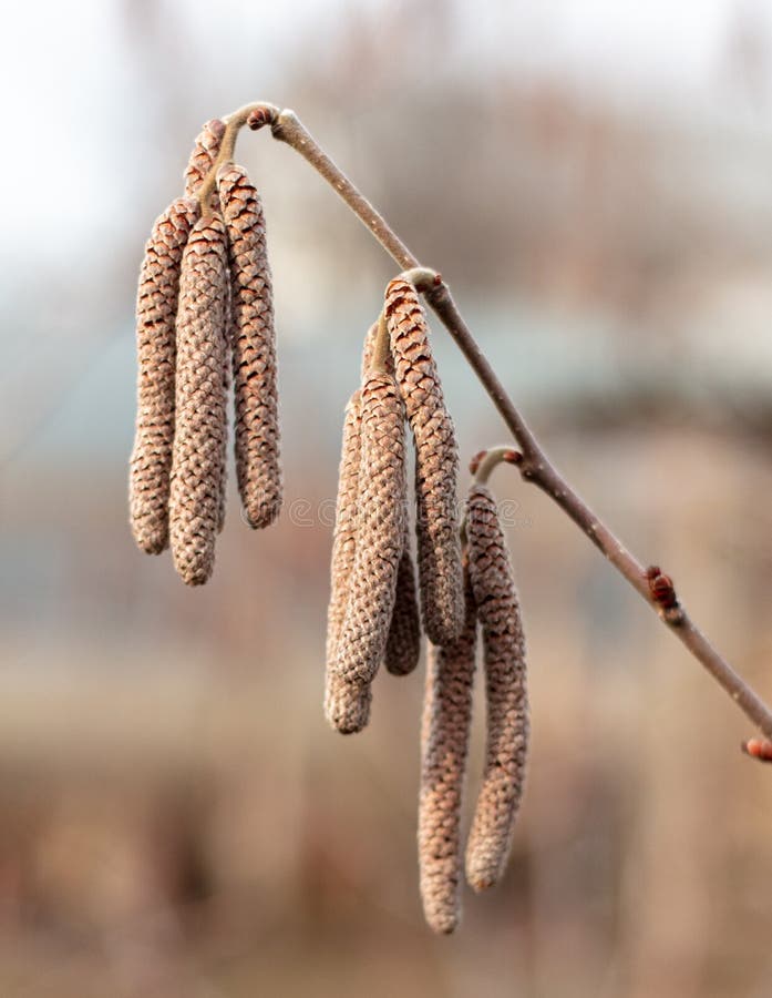 Hazelnut Blossom on Tree Branches in Early Spring. Stock Image Image