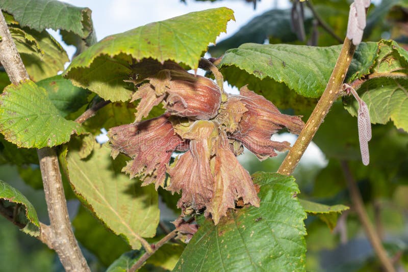 Hazelnut garden. Hazelnuts in a green shell on the branches in the hand. Fruits and flowers