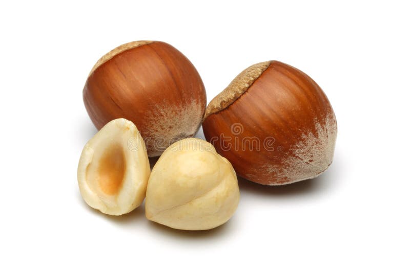Hazelnut Group stock photo. Image of fruits, hazelnut 37773492
