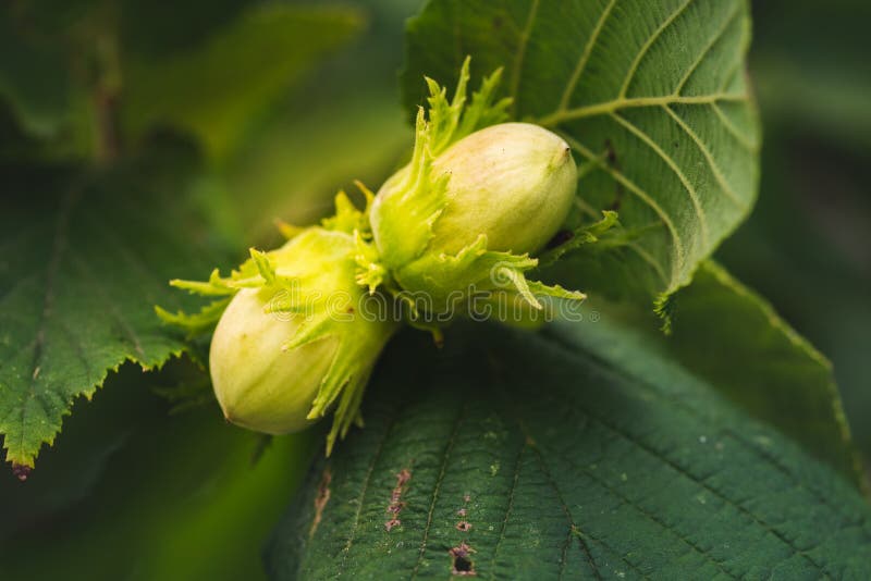 Hazelnut Growing on a Tree in Summer Stock Photo Image of fruit