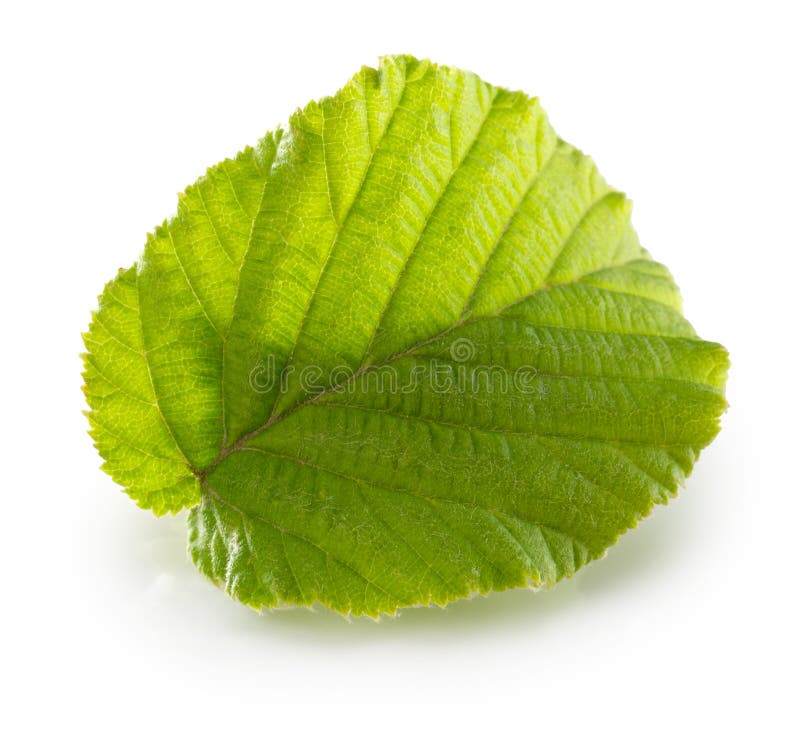 Hazelnut Leaf Isolated On The White Background Stock Photo Image of
