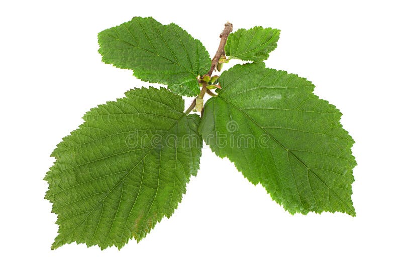 Hazelnut with Leaf on White Background Stock Photo Image of goober