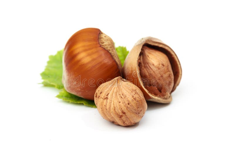 Hazelnut Nut Many Leaves Isolated on a White Background As a Packaging
