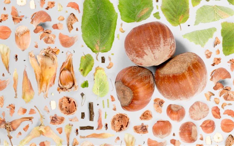 Hazelnut Slice and Leaf Collection Stock Photo Image of collection