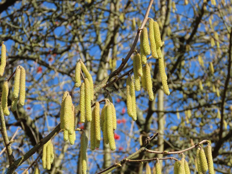 Hazelnut tree blossoming stock image. Image of park 197009079