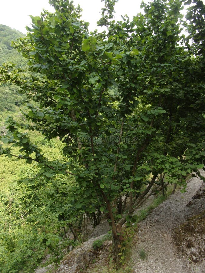 1,117 Hazelnut Trees Photos Free & RoyaltyFree Stock Photos from