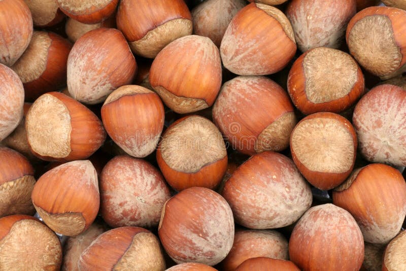 Hazelnuts stock image. Image of nutshell, nuts, hazelnuts 1671387