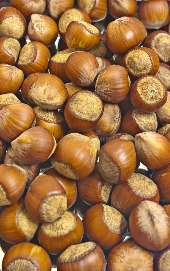 Hazelnuts stock photo. Image of hazel, natural, edible 17457558