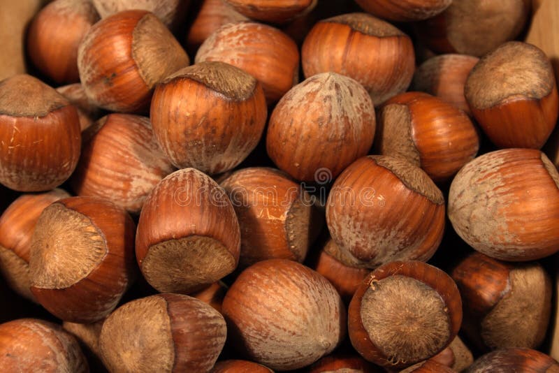 Hazelnuts stock photo