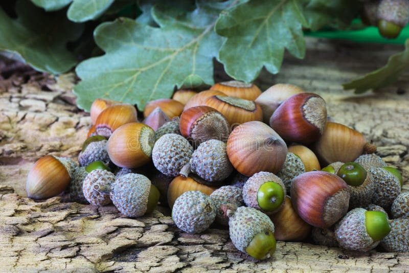 Hazelnuts and Acorns stock photo. Image of environment 76758386