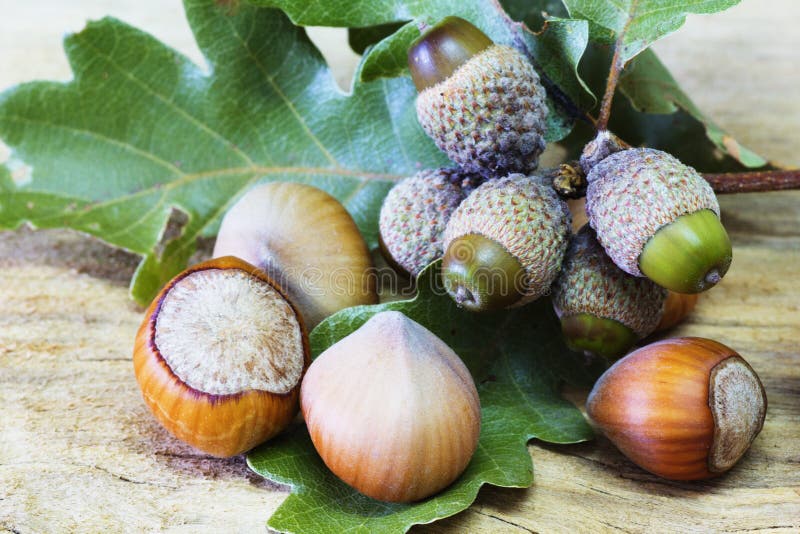 Hazelnuts and Acorns stock photo. Image of environment 76758386