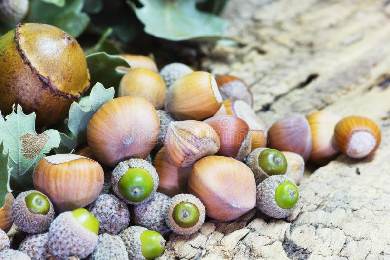Hazelnuts and Acorns stock photo. Image of environment 76758386