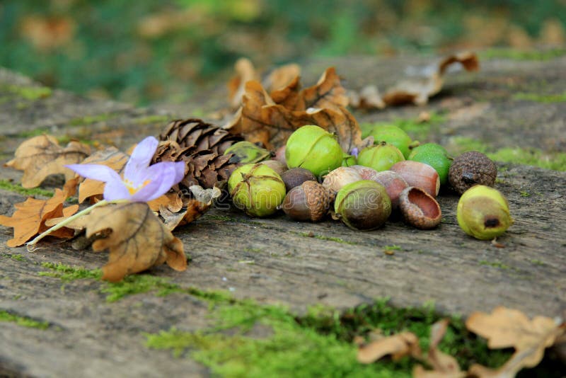 Hazelnuts and acorns stock image. Image of green, table 45735795