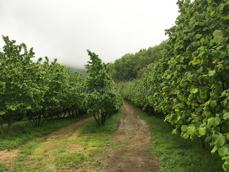Hazelnut Trees in the Langhe. Piedmont Italy Stock Image Image of