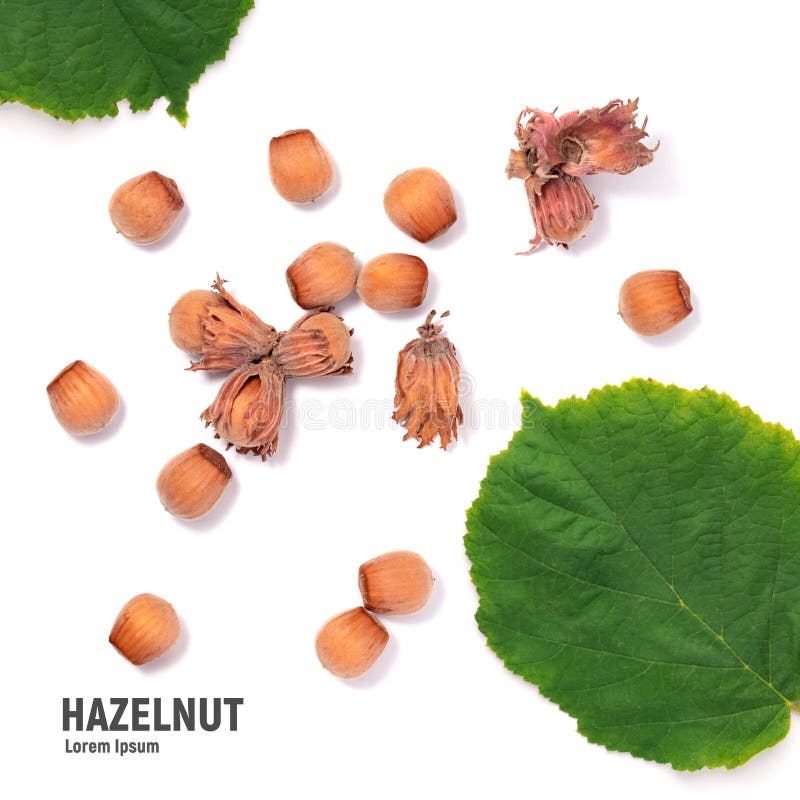 Hazelnuts With Green Leaves Isolated On White Background Stock Image
