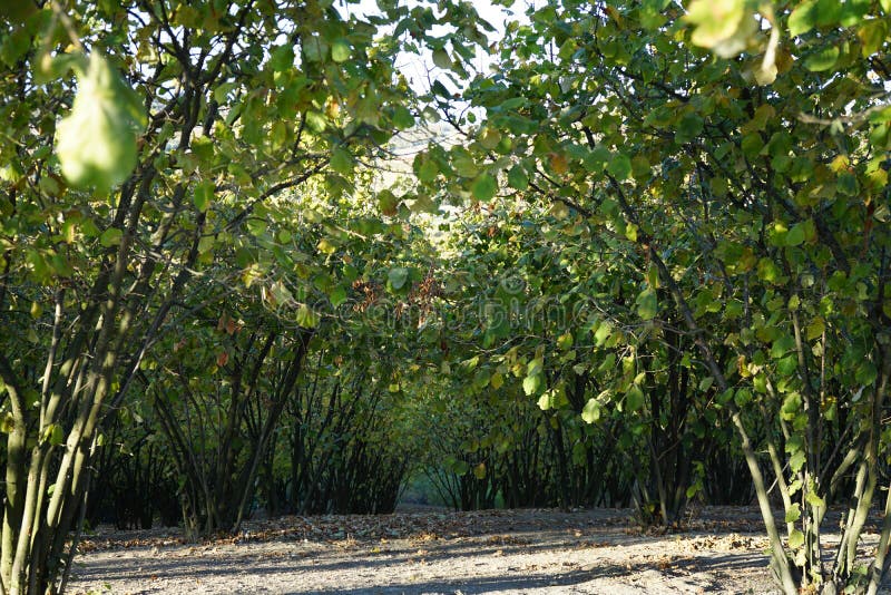 Hazel Cultivation, Langhe, Italy Stock Photo Image of hazel, food