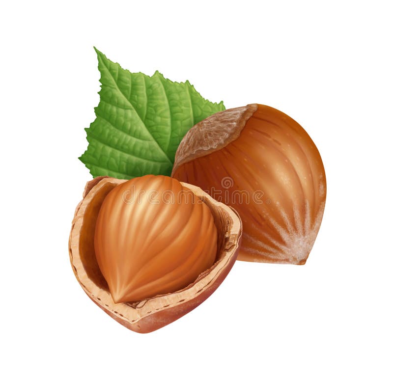 Half Hazelnuts Stock Illustrations 337 Half Hazelnuts Stock