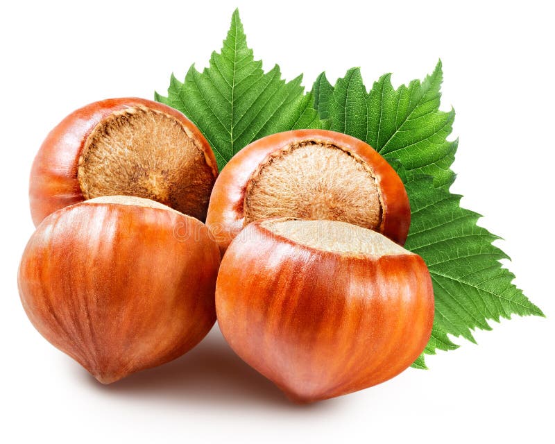 Hazelnuts stock photo. Image of white, brown, macro, dried 49457388