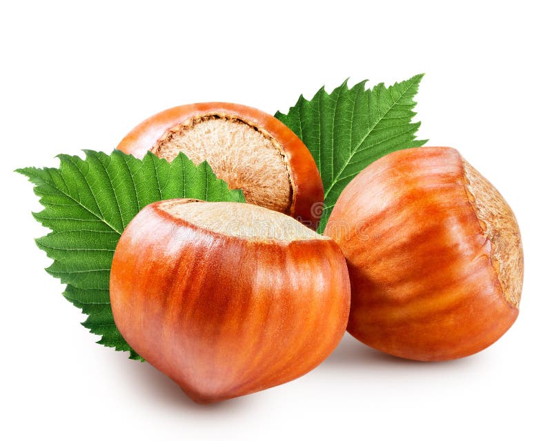 553 Hazel Nut Cross Section Stock Photos Free & RoyaltyFree Stock