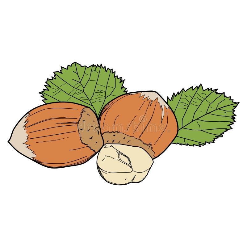 Hazelnuts with leaves stock vector. Illustration of hazelnut 195379863
