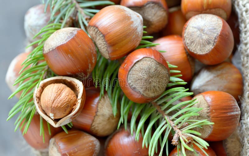 Hazelnuts and Pine Tree Twigs Stock Image Image of seed, table 48664101