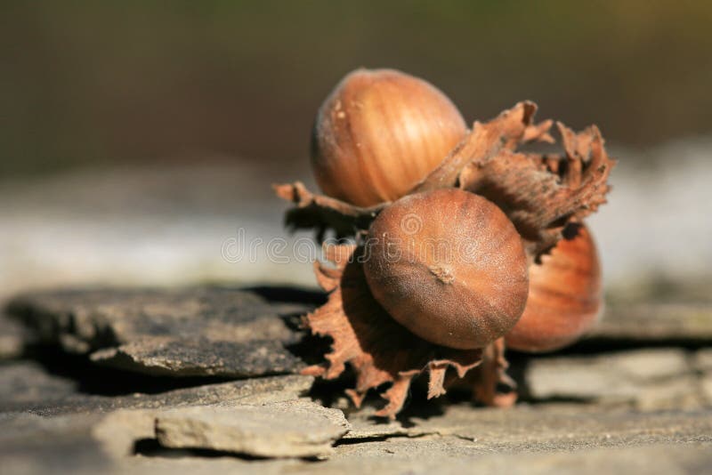 Hazelnuts in shell stock image. Image of biological, allergy 28941415