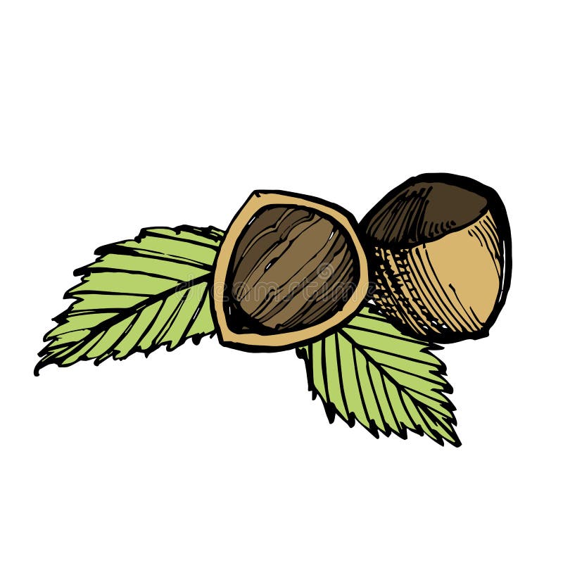 Vector Illustration Of Hand Drawn Hazelnut. Vintage Nut Sketch. Organic