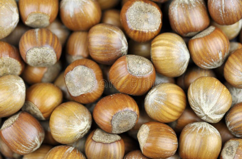 Hazelnuts stock photo. Image of healthy, edible, brown 66790812