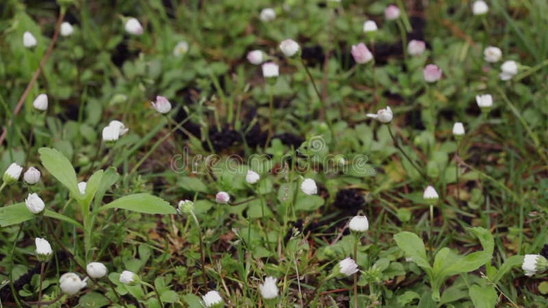 Daisy flowers and buds on meadow right pan