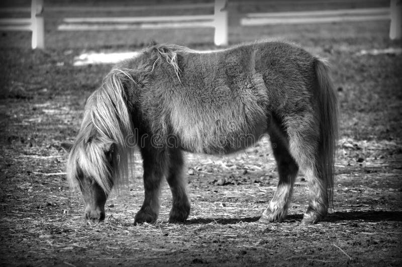 HDR konik w czarny i biały obrazy royalty free HDR konik w czarny i biały obrazy royalty free