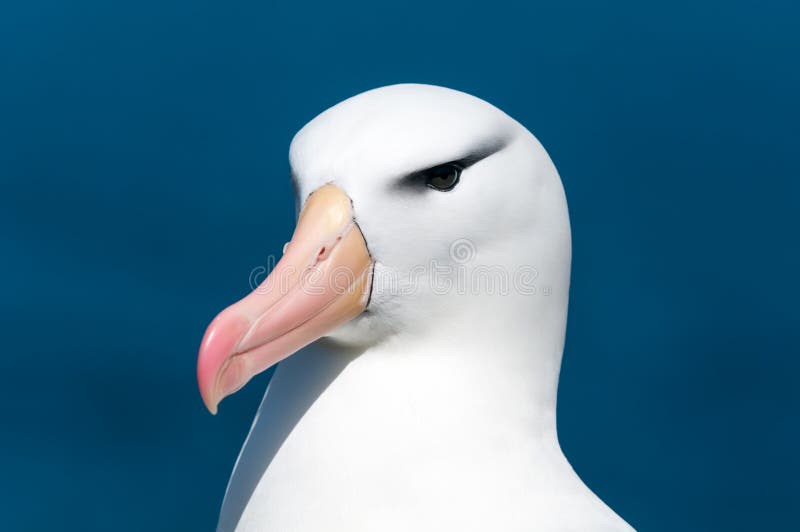 Head of adult Black-browed Albatross, West Point Island, Falkland Islands stock photo Head of adult Black-browed Albatross, West Point Island, Falkland Islands stock photo