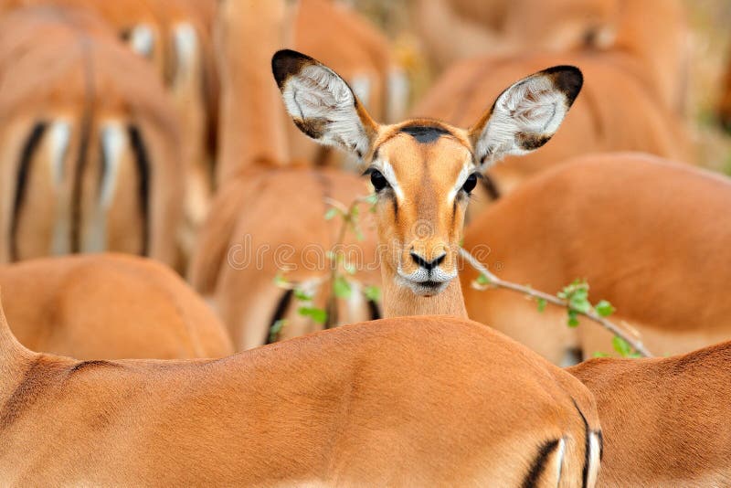 Head of antelope, funny image. Beautiful impalas in the grass with evening sun, hidden portrait in vegetation. Animal in the wild royalty free stock photo Head of antelope, funny image. Beautiful impalas in the grass with evening sun, hidden portrait in vegetation. Animal in the wild royalty free stock photo