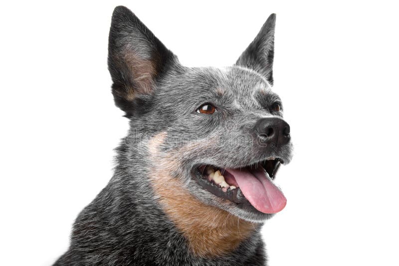 Australian Cattle Dog (red Coat) Stock Image Image of canine, white