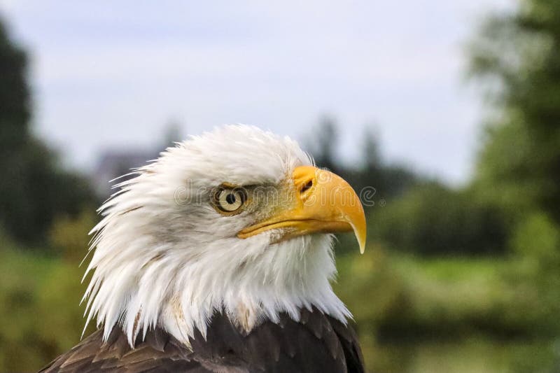 1,900+ Eagle Head Side View Stock Photos, Pictures & Royalty-Free Images -  iStock