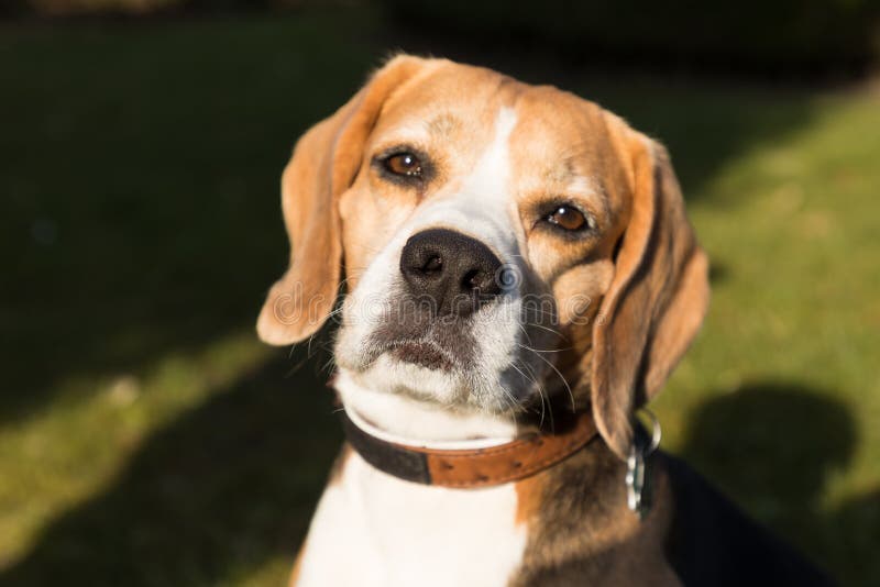 Beagle´s head stock image. Image of facial, canine, hound 30247831