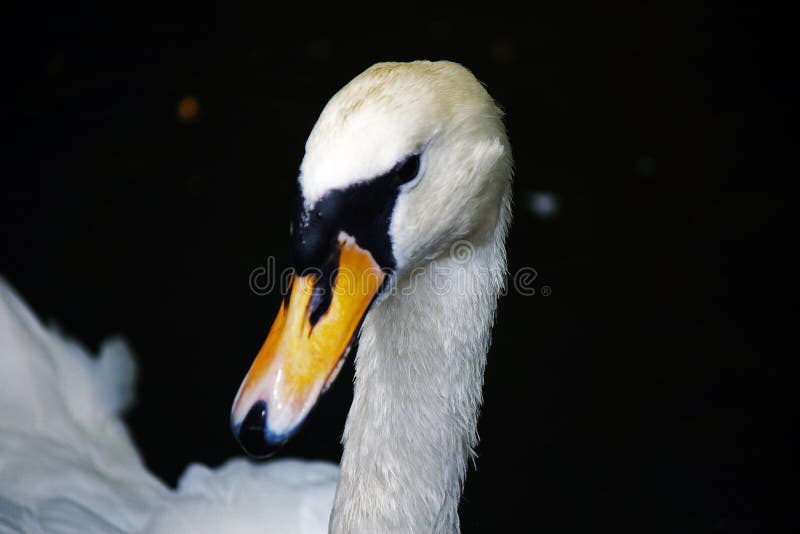 HEAD and BEAK of a WHITE SWAN Stock Photo Image of park, african