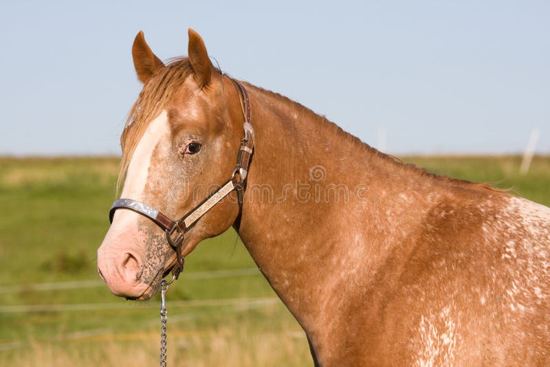 Head of Beautiful Appaloosa Horse Stock Image Image of landscape, ranch 22623499