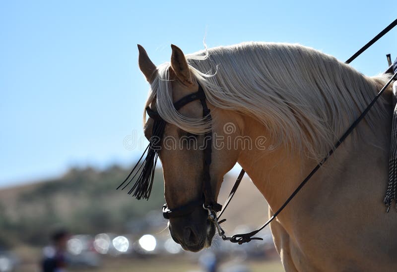 Horse in spain stock image. Image of exhibition, mammal - 126051387