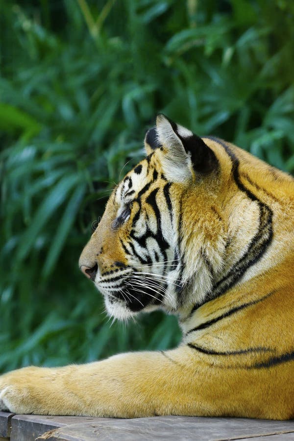Head of Bengal Tiger in the Rainforest Stock Image Image of danger