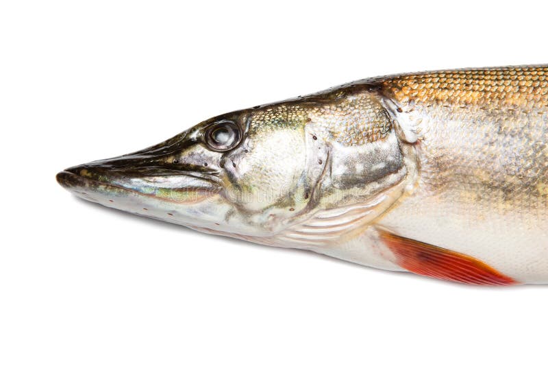 Pike Fish Head Over White Background Stock Image - Image of trophy